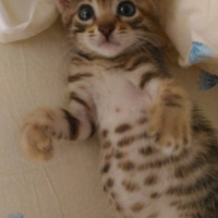 Tekir Kedi, Kedi  Çakıl  fotoğrafı