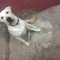 Labrador Retriever, Köpek  Şans fotoğrafı