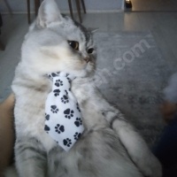 British Shorthair, Kedi  Pati fotoğrafı