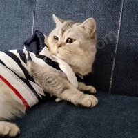 British Shorthair, Kedi  Pati fotoğrafı