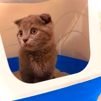 Scottish Fold, Kedi  tosun fotoğrafı