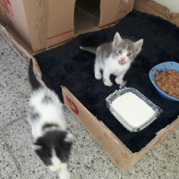 Ankara Kedisi, Kedi  Prenses ve kızları fotoğrafı