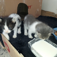 Ankara Kedisi, Kedi  Prenses ve kızları fotoğrafı