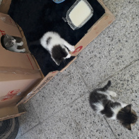 Ankara Kedisi, Kedi  Prenses ve kızları fotoğrafı