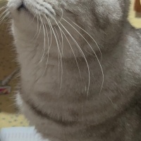British Longhair, Kedi  duman fotoğrafı