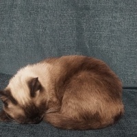 Siyam Kedisi, Kedi  Çakıl fotoğrafı