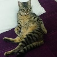 Tekir Kedi, Kedi  Pırtık fotoğrafı
