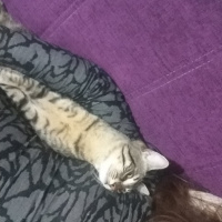 Tekir Kedi, Kedi  Pırtık fotoğrafı