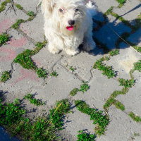 Maltese, Köpek  Paris fotoğrafı
