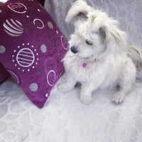 Maltese, Köpek  Paris fotoğrafı
