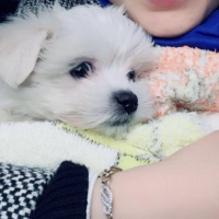 Maltese, Köpek  Paris fotoğrafı