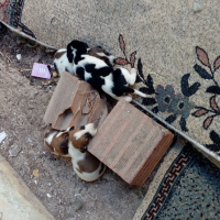 Dogo Arjantin, Köpek  Sokak Köpeği fotoğrafı