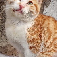 Sarman, Kedi  Pancar fotoğrafı