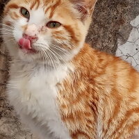 Sarman, Kedi  Pancar fotoğrafı