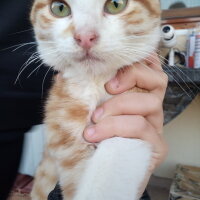 Sarman, Kedi  Pancar fotoğrafı