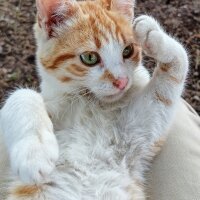 Sarman, Kedi  Pancar fotoğrafı