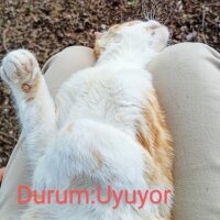 Sarman, Kedi  Pancar fotoğrafı