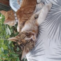 Sarman, Kedi  Pancar fotoğrafı