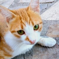 Sarman, Kedi  Pancar fotoğrafı