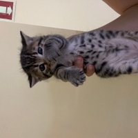 Tekir Kedi, Kedi  Boncuk fotoğrafı
