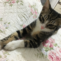 Tekir Kedi, Kedi  Zeytin fotoğrafı
