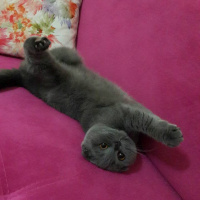 Scottish Fold, Kedi  Minnoş fotoğrafı