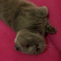 Scottish Fold, Kedi  Minnoş fotoğrafı