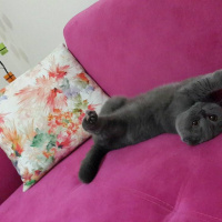 Scottish Fold, Kedi  Minnoş fotoğrafı