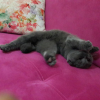 Scottish Fold, Kedi  Minnoş fotoğrafı