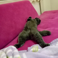Scottish Fold, Kedi  Minnoş fotoğrafı