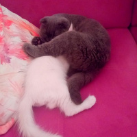 Scottish Fold, Kedi  Minnoş fotoğrafı