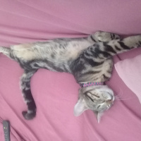 Tekir Kedi, Kedi  Şila fotoğrafı