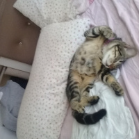 Tekir Kedi, Kedi  Şila fotoğrafı