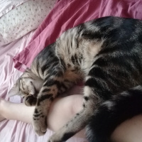 Tekir Kedi, Kedi  Şila fotoğrafı