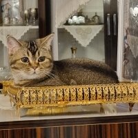 British Shorthair, Kedi  Tomris fotoğrafı