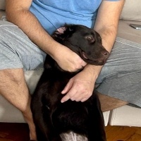 Labrador Retriever, Köpek  şeker fotoğrafı