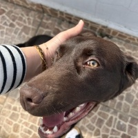 Labrador Retriever, Köpek  şeker fotoğrafı