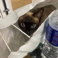Siyam Kedisi, Kedi  Latte fotoğrafı