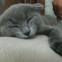 Scottish Fold, Kedi  Lucy fotoğrafı