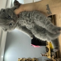 Scottish Fold, Kedi  Paşa fotoğrafı