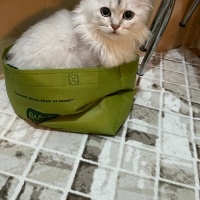 British Shorthair, Kedi  Bulut fotoğrafı