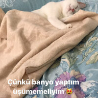 Van Kedisi, Kedi  Lizzie fotoğrafı