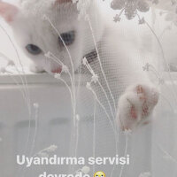 Van Kedisi, Kedi  Lizzie fotoğrafı