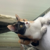 Tekir Kedi, Kedi  Bal fotoğrafı