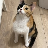 Tekir Kedi, Kedi  Bal fotoğrafı