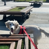 Golden Retriever, Köpek  Venüs fotoğrafı