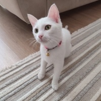 Ankara Kedisi, Kedi  pamuk fotoğrafı