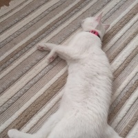 Ankara Kedisi, Kedi  pamuk fotoğrafı