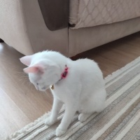 Ankara Kedisi, Kedi  pamuk fotoğrafı