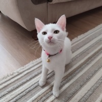 Ankara Kedisi, Kedi  pamuk fotoğrafı
